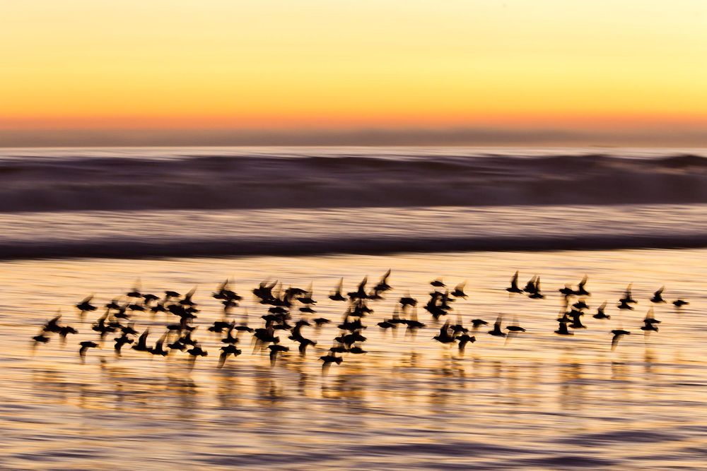 Shorebirds-sunset-blur-03110402-Coronado-Beach,-San-Diego,-CA.jpg