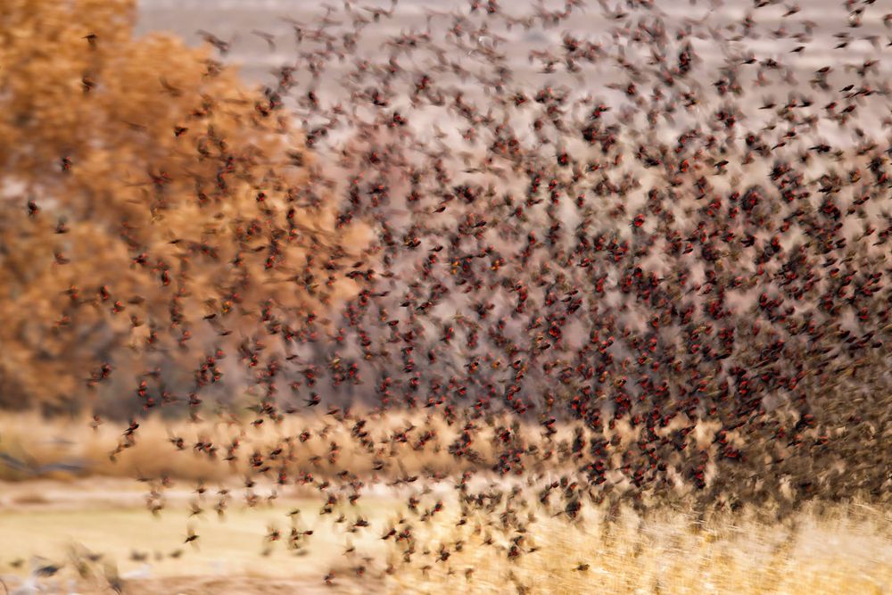 Redwing-Blackbird-blur-above-the-cornfield-23101118-Bosque-del-Apache-NWR,-San-Antonio,-NM.jpg