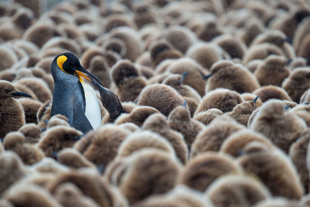 King-Penguin-feeding-chick-amidst-okan-boys-colony_B8R0840-Fortuna-Bay,-South-Georgia-Islands.jpg
