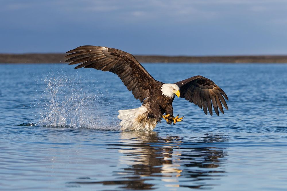 Bald-eagle-claws-forward-with-tail-splash-E07G7773-Kachemak-Bay,-Homer,-AK.jpg