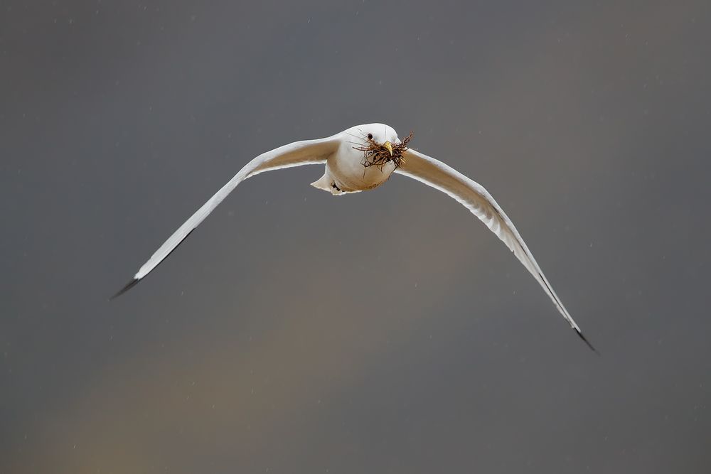 Kittiwake-with-nesting-material-against-dark-mountain_A3I1757-Arnastapi,-West-Iceland.jpg