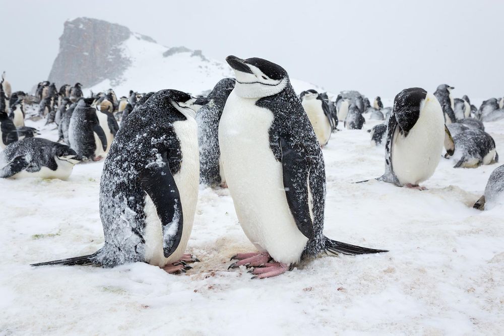 Chinstrap-penguin-pair-standing-close-together-in-the-cold_S6A4494-Half-Moon-Island,-South-Shetland-Islands,-Antarctica.jpg