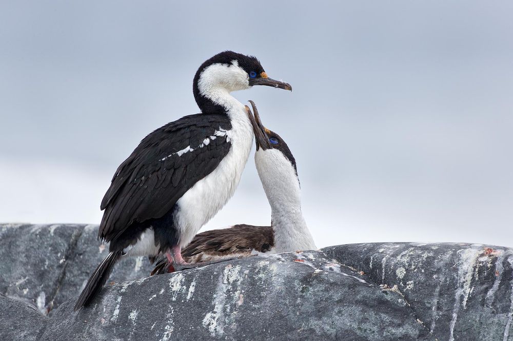 Antarctic-Shags-on-a-rock-preening_E7T1288-Cuverville-Island,-Antarctica.jpg