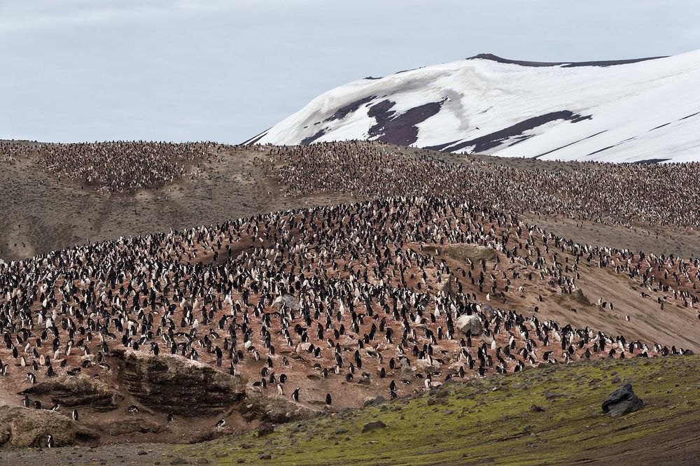 Chinstrap-Colony-at-Bailey-Head_E7T3910-Bailey-Head,-Deception-Island,-Antarctica.jpg