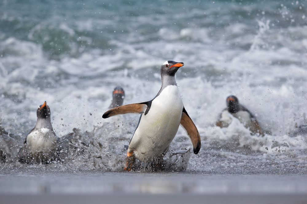 Gentoo-Penguins-getting-out-of-the-surf_E7T4207-Sea-Lion-Island,-Falkland-Islands.jpg