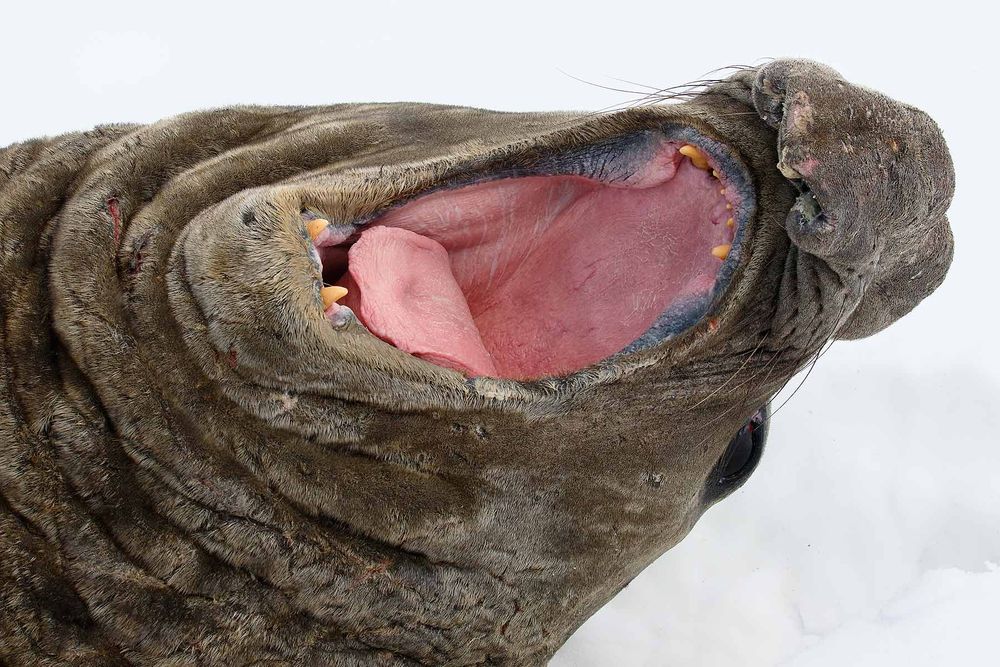 Southern-Elephant-seal-yawning_44A4240-Gryviken,-Cumberland-Bay,-South-Georgia-Islands,-Southern-ocean.jpg