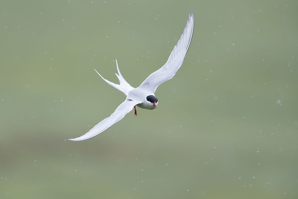 Arctic-tern-top-view_A3I4276-Latrabjarg-hotel,-West-Iceland.jpg