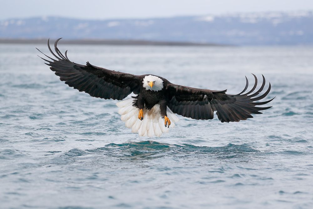 Bald eagle down the barrel II_A3I2271-Kachemak Bay, Kenai Penisula, AK, USA.jpg