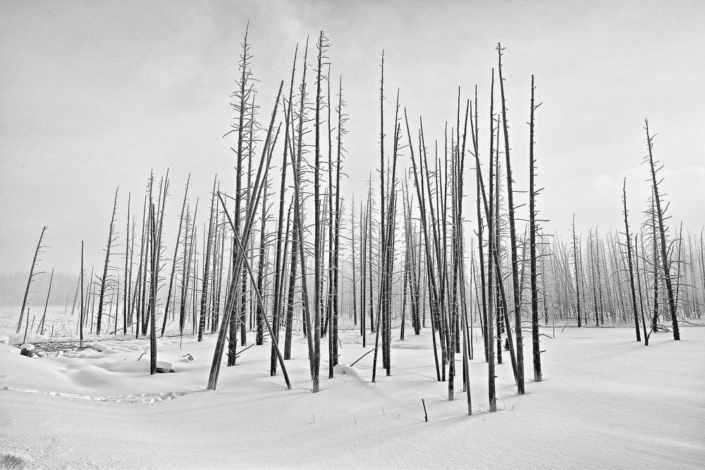 Dead-trees-in-snow-field-HDR_B&W_S6A6487-Yellowstone-National-Park,-WY,-USA.jpg