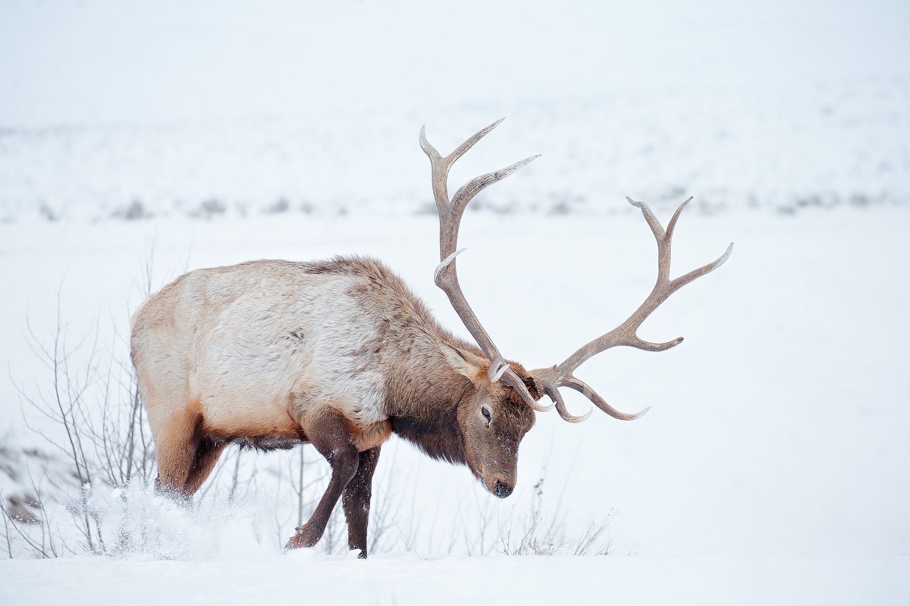 Elk-bull-moving-snow_D0P0818-Yellowstone-National-Park,-WY,-USA.jpg