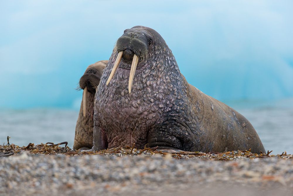 Walrus-on-beach-posing-with-ice-berg-in-the-back_E7T3937-Torellneset,-Svalbard,-Arctic.jpg
