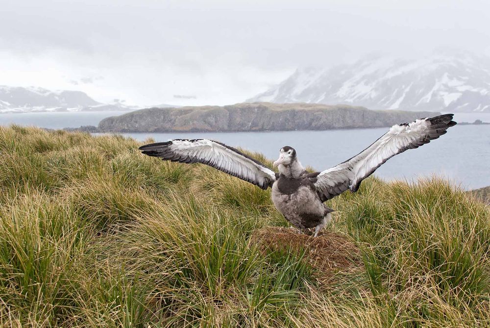 Wandering-Albatross-chick-flapping-its-wings_E7T3433-Prion-Island,-South-Georgia-Islands.jpg