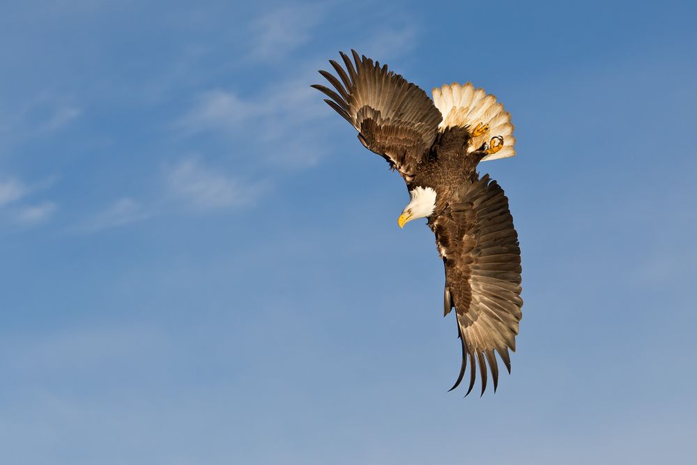 Bald eagle banking in blue sky-E07G3418-Kachemak Bay, Homer, AK.jpg