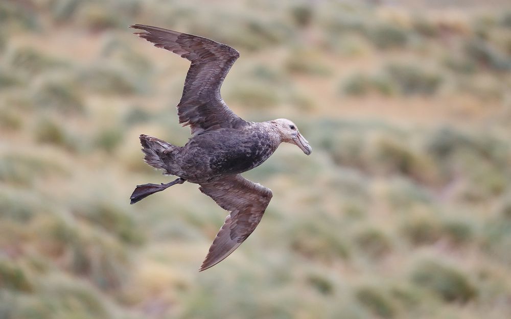 Giant Southern Petrel banking_A3I2446-West Point Island, Falklands.jpg