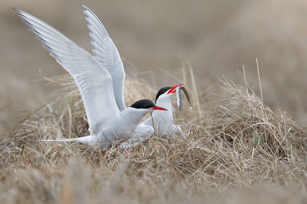 Arctic-terns-offering-fish_44A2089-Ytri-Tunga,-West-Iceland.jpg