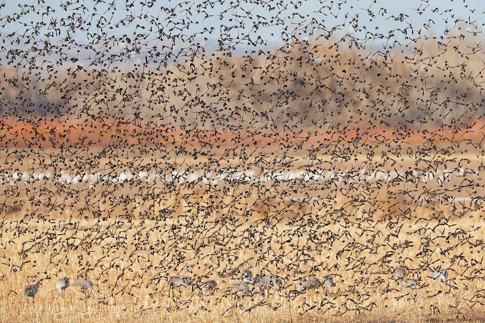 Red-wing-Blackbirds-blast-off-with-Sandhill-cranes-and-Snow-Geese_E7T4742-Bosque-del-Apache-NWR,-San-Antonio,-NM,-USA.jpg