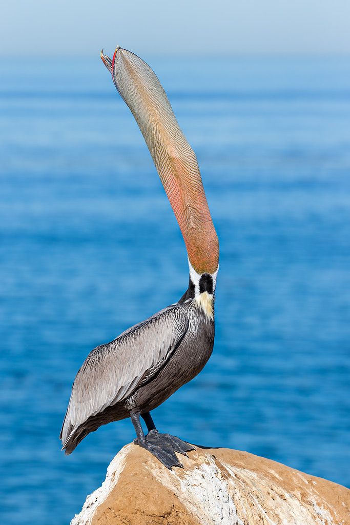 Brown-pelican-head-throw-with-pouch-visible-III_E7T9521-La-Jolla-Cliffs-La-Jolla-USA.jpg