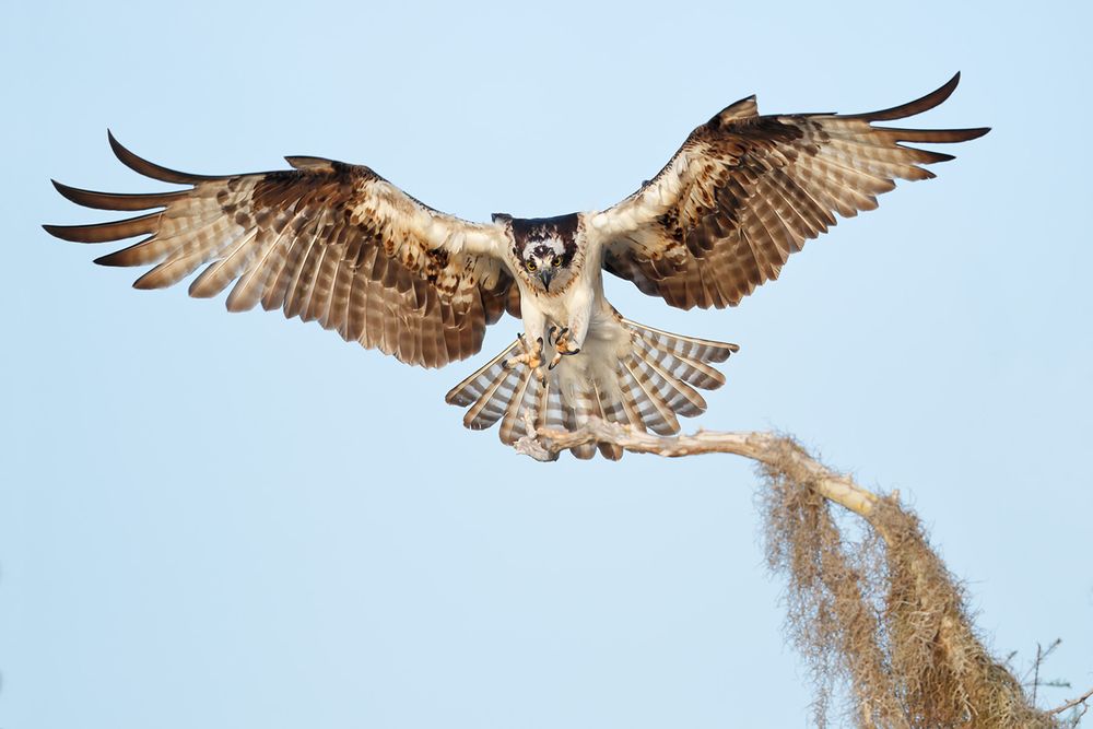 Osprey landing on branch_A3I3609- Lake Blue Cypress, FL, USA.jpg
