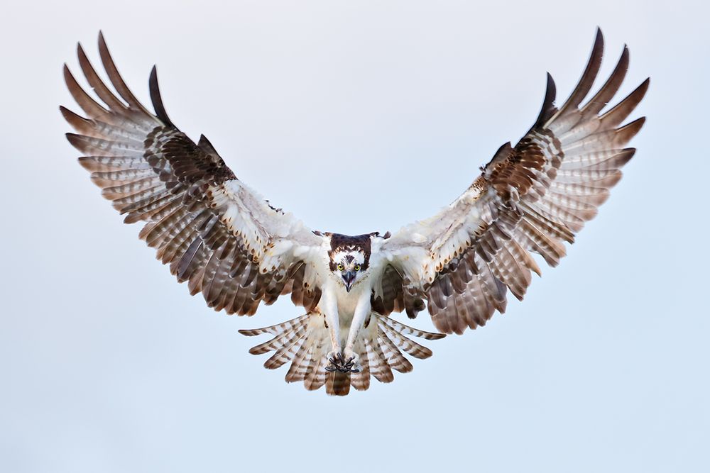 Osprey-frontal-view-wings-up-III_B8R9694-Lake-Blue-Cypress,-Indian-River-County,-FL,-USA.jpg