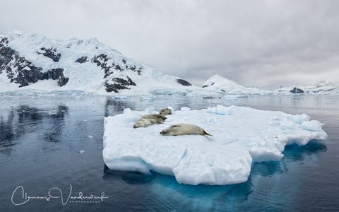 Crabeater-Seals-on-ice-flow_S6A9314-Paradise-Bay-Antarctica.jpg