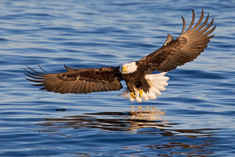 Bald eagle coming in the catch fish wings wide-E07G1576-Kachemak Bay, Homer, AK.jpg