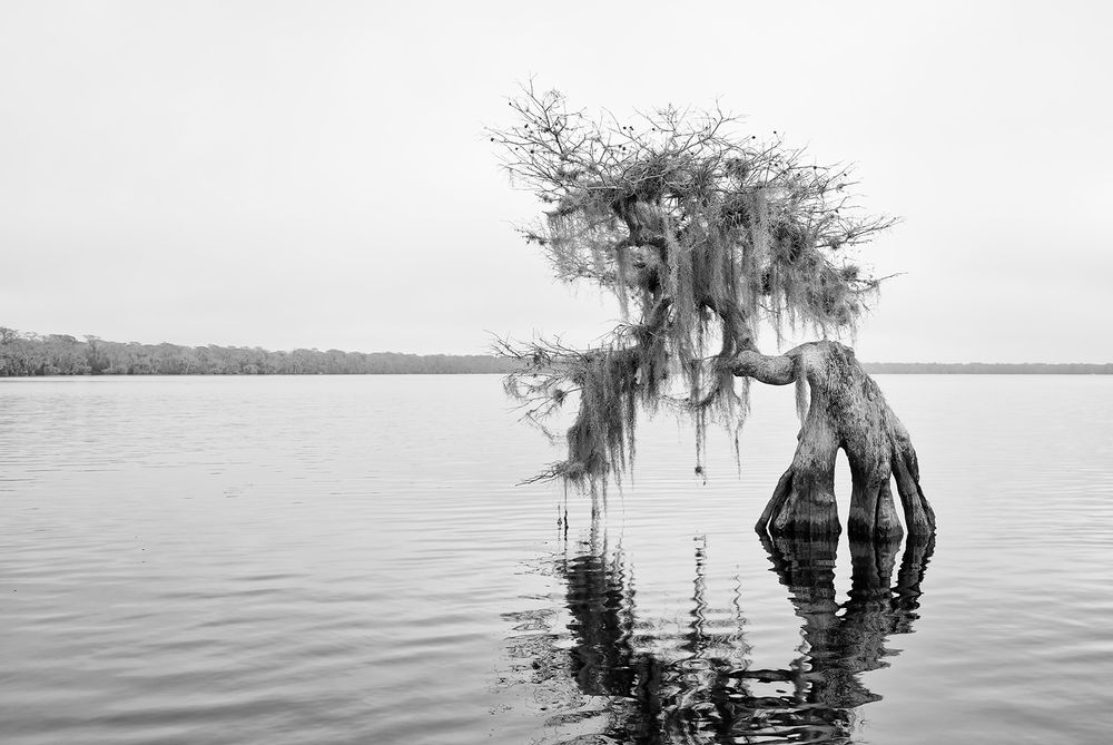 Cypress tree with spanish moss_B&W_S6A0636-Lake Blue Cypress, FL, USA.jpg