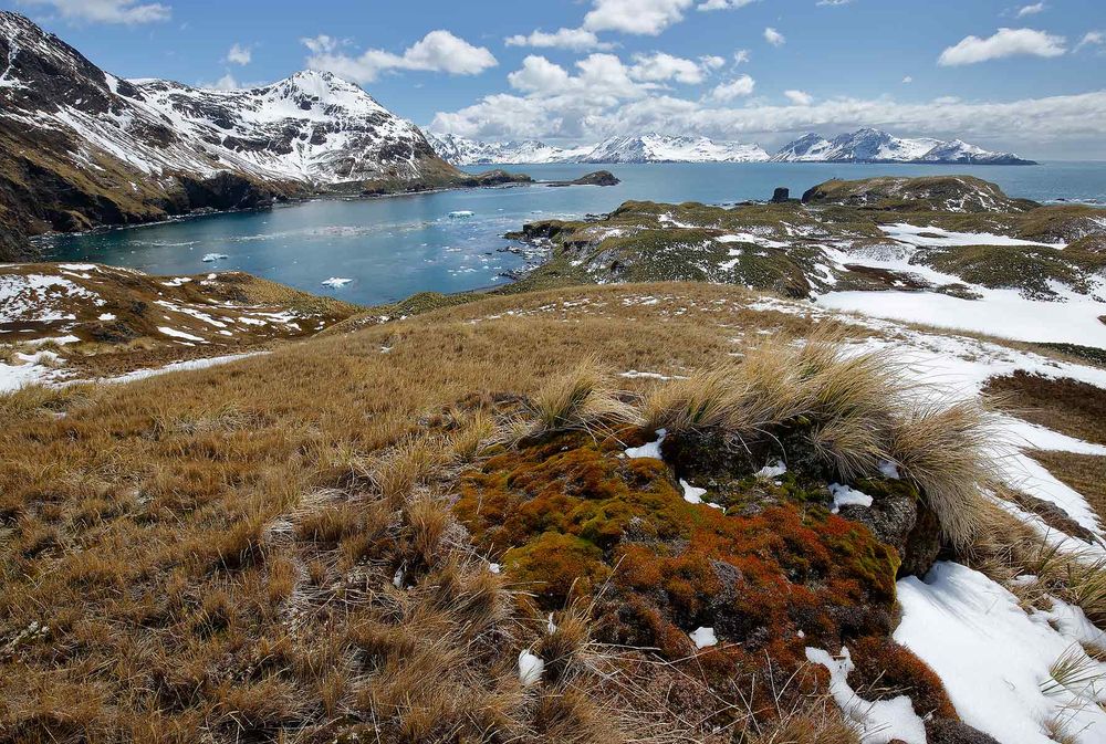Overview-of-Maiviken-bay_S6A1123-Maiviken,-Cumberland-Bay,-South-Georgia-Islands,-Southern-ocean.jpg