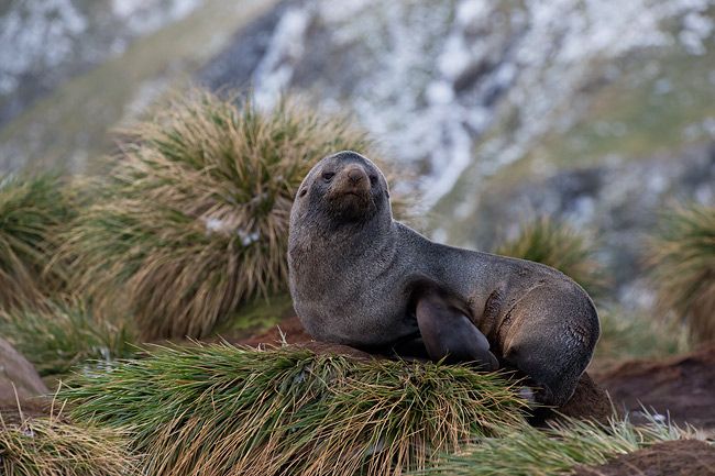 Fur-Seal-on-tussac-grass_E7T2381-Elsehul-South-Georgia-Islands.jpg