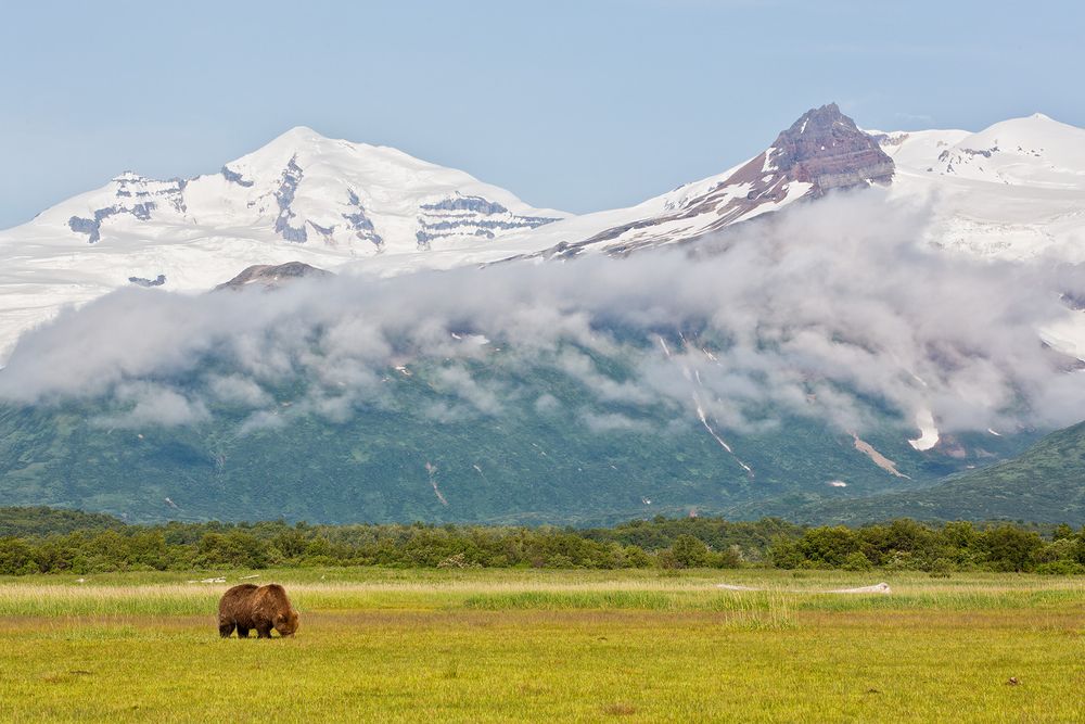 Coastal Brown Bear grazing in meadow small with mountain bkgd_W7C0496-Hallo Bay, Katmai NP, AK.jpg