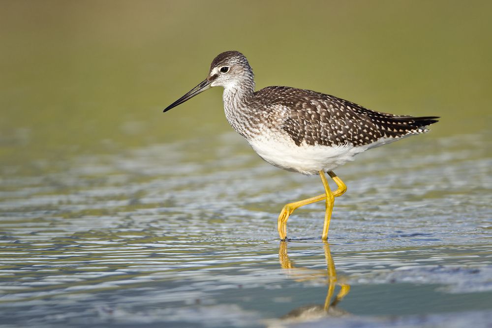 Lesser-yellowlegs-walking-with-green-background_M7E2234-Hallo-Bay,-Katmai-National-Park,-AK.jpg