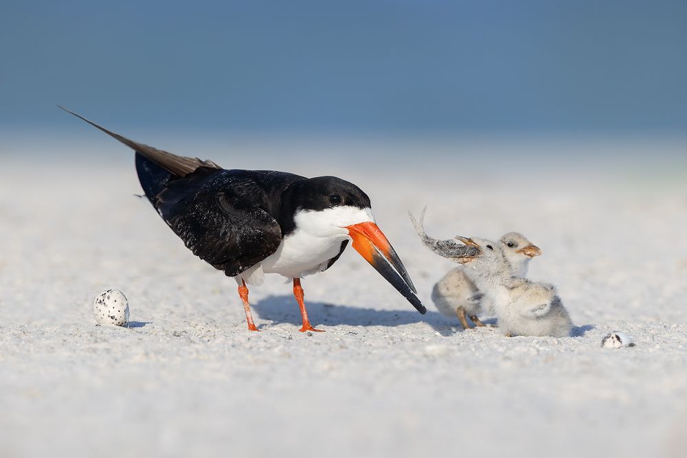 Black-skimmer-with-chicks-swallowing-fish_D8A1183-St-Petersburg-Beach,-FL,-USA.jpg