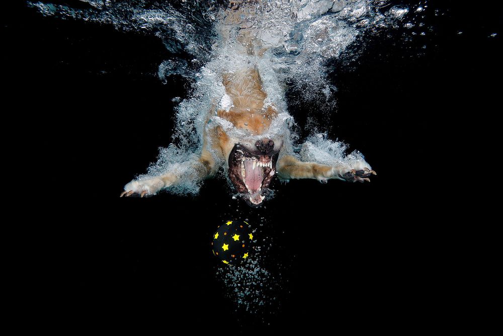Toby-diving-after-black-ball-underwater_83A3327-Dover,-FL,-USA.jpg