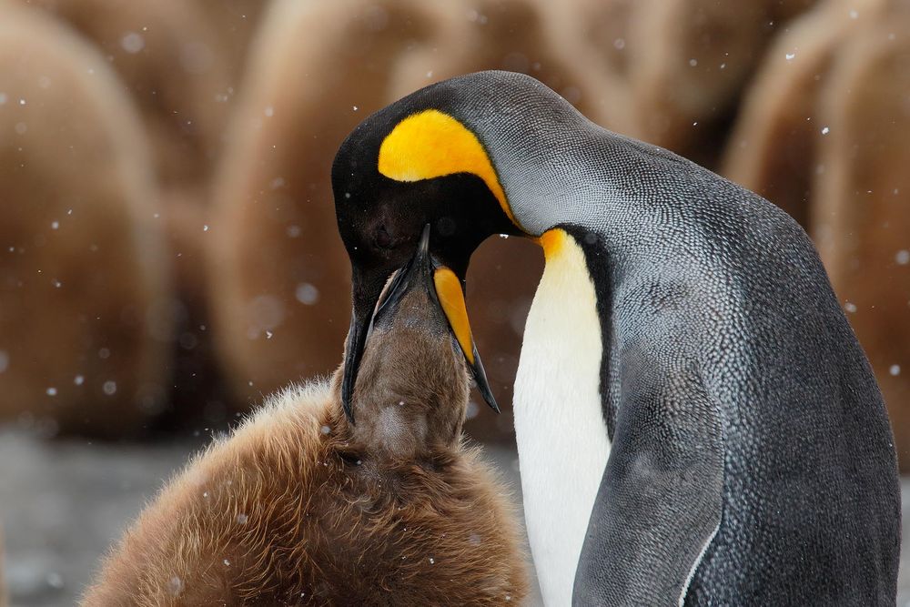 King-Penguin-feeding-Oakum-chick_44A6278-Fortuna-Bay,-South-Georgia-Islands,-Southern-ocean.jpg