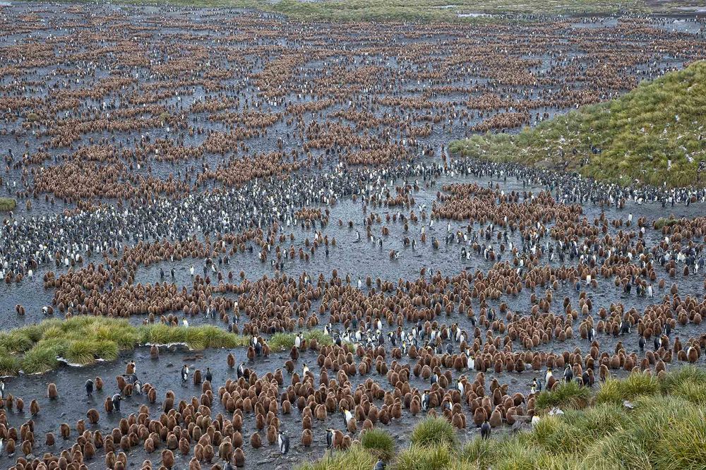 King-Penguin-colony-patterns-from-above_E7T2458-Salisbury-Plain,-South-Georgia-Islands.jpg