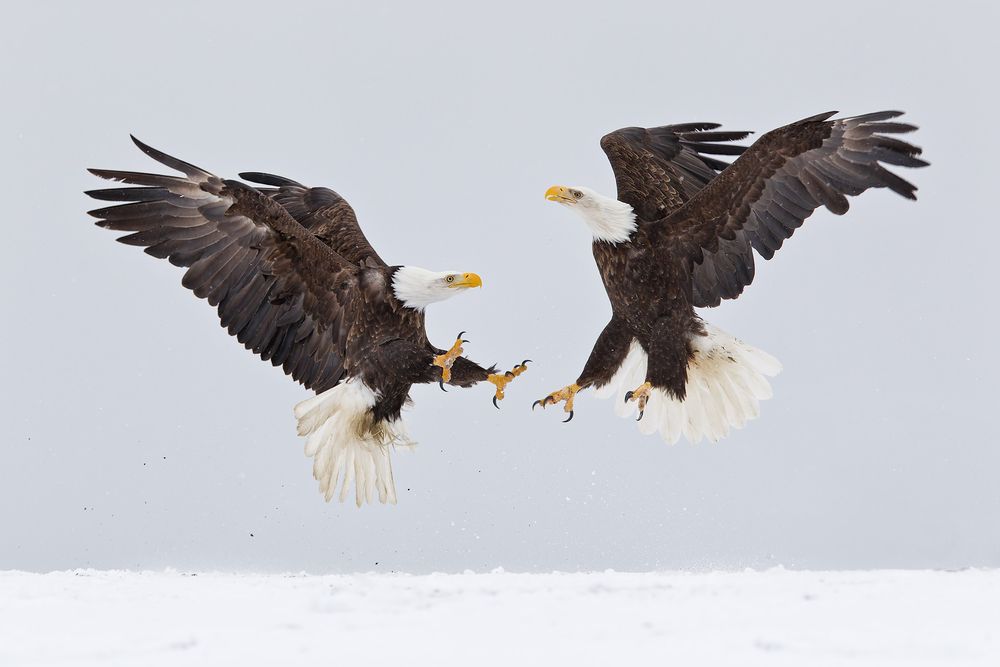 Bald-eagles-fighting-in-the-air-gray-bkgd-E07G9233-Kachemak-Bay,-Homer,-AK.jpg