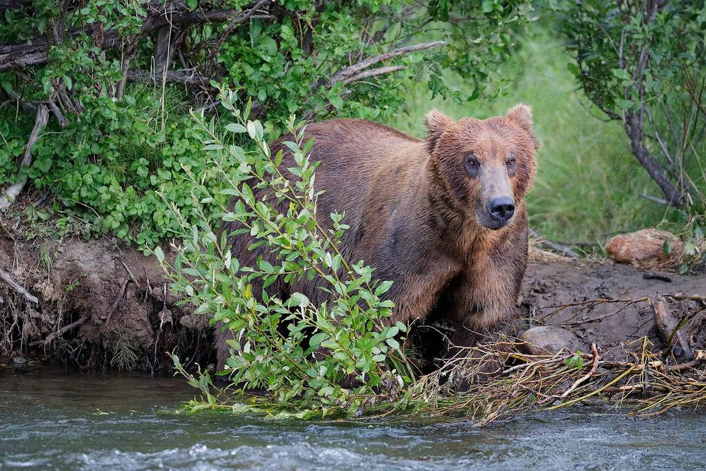 Coastal-brown-bear-looking-for-salmon_A3I7333-Alagnak-River,-Katmai-National-Park-&-Preserve,-AK,-USA.jpg