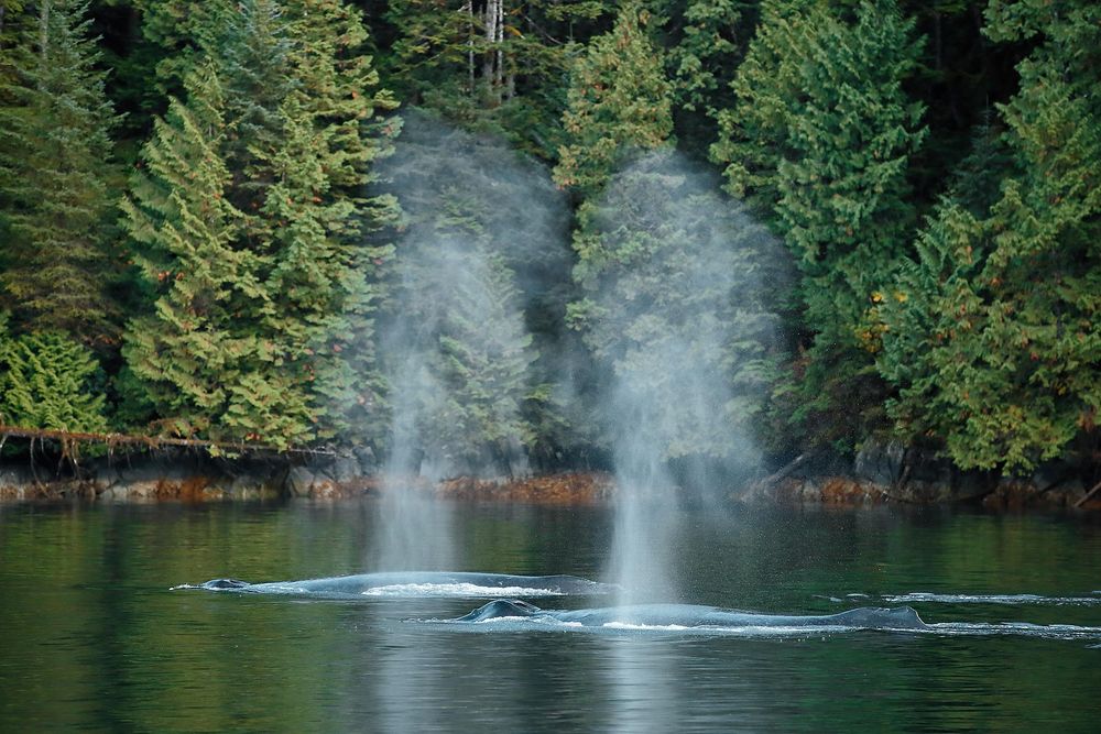 Humpback-whales-blowing-spray_E7T3720-Gribbell-Island,-British-Columbia,-Canada.jpg