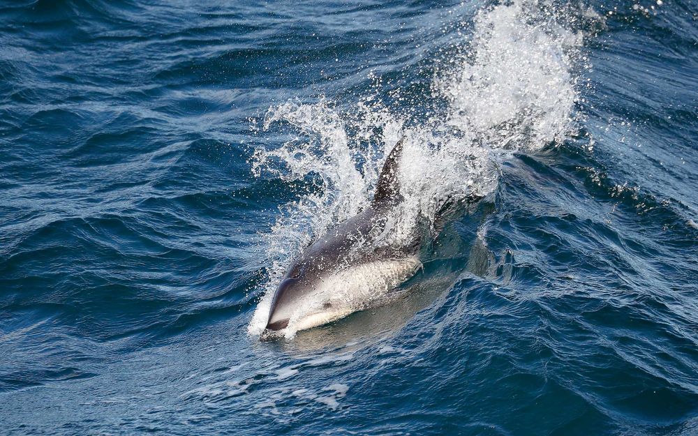 Peal Dolphin breaching_A3I0090-Beagle Channel, Southern Ocean.jpg