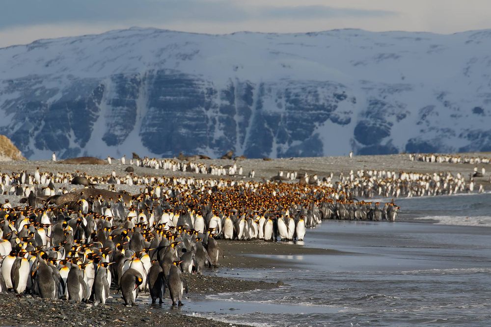 King-Penguins-at-the-beach_44A8160-Salisbury-Plain,-Bay-of-Isles,-South-Georgia-Islands,-Southern-ocean.jpg