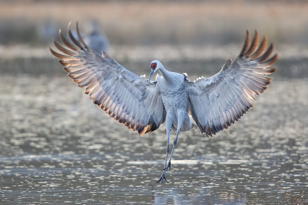 Sandhill-crane-landing-with-backlit-wings_44A9439-Bosque-del-Apache-NWR,-San-Antonio,-NM,-USA.jpg