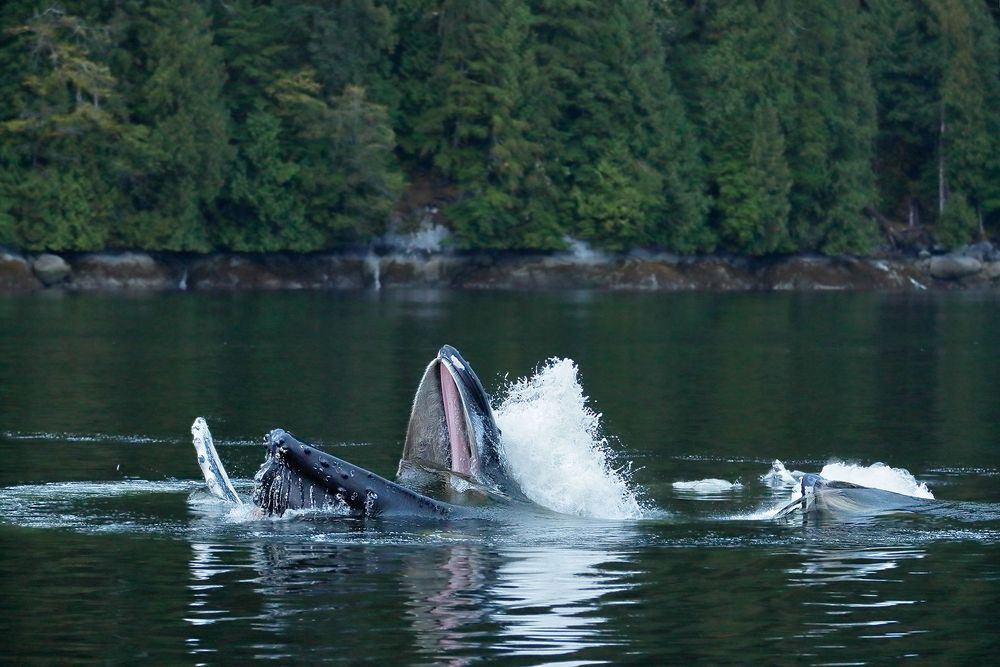 Humpack-whales-bubble-fishing_A3I1173-Gribbell-Island,-British-Columbia,-Canada,.jpg