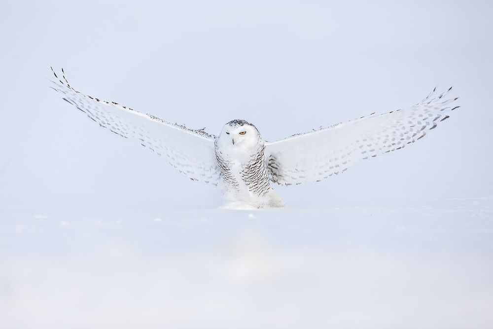 Snowy-owl-pouncing-in-the-snow_F7A3484.jpg