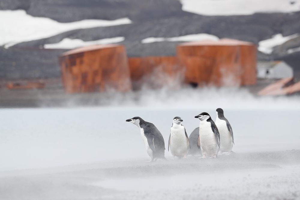 Chinstrap-penguins-in-the-steam_A3I1720-Deception-Island,-South-Shetland-Islands,-Antarctica.jpg
