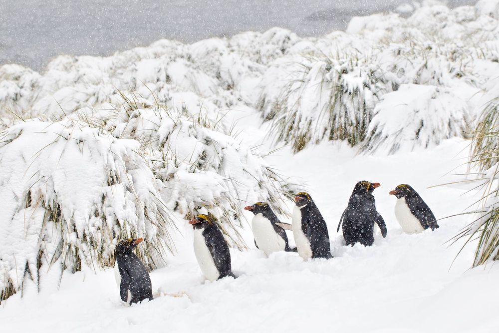 Macaroni-Penguins-lined-up-in-heavy-snow-BM7E1880-Cooper-Bay,-South-Georgia-Islands.jpg