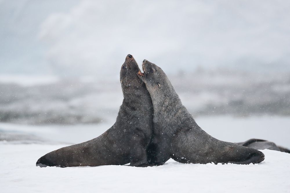 Fur-seals-battling_A3I8318-Portal-Point,-Antarctica.jpg