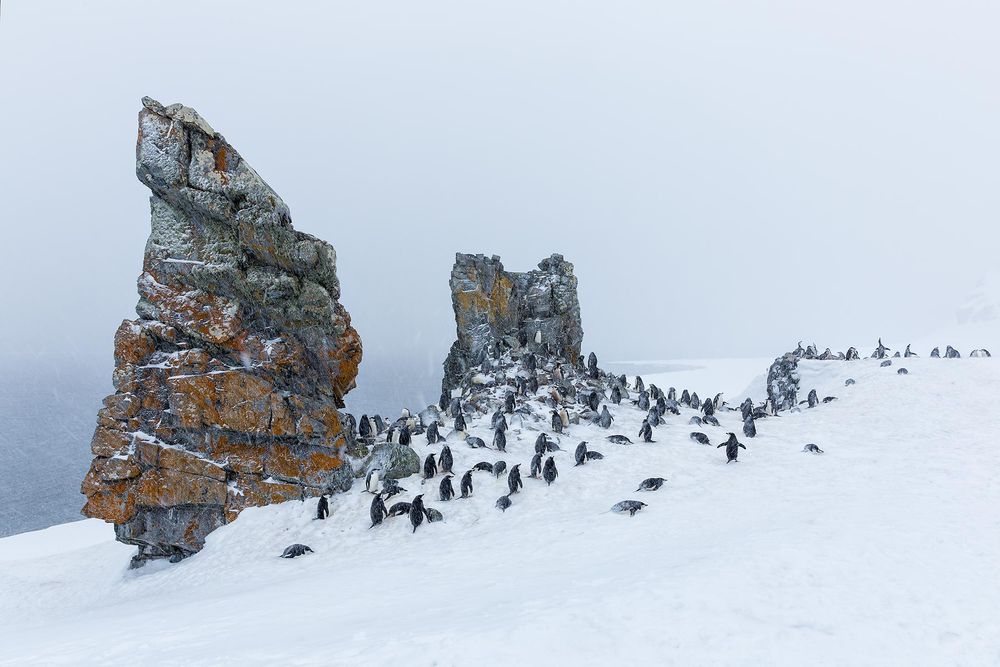 Chinstrap-penguin-colony-in-snow-storm_S6A4563-Half-Moon-Island,-South-Shetland-Islands,-Antarctica.jpg