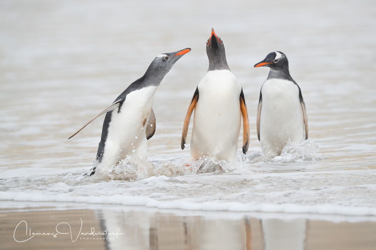 gentoo-penguins-in-the-surf_a3i3568-west-falkland-island-falklands.jpg