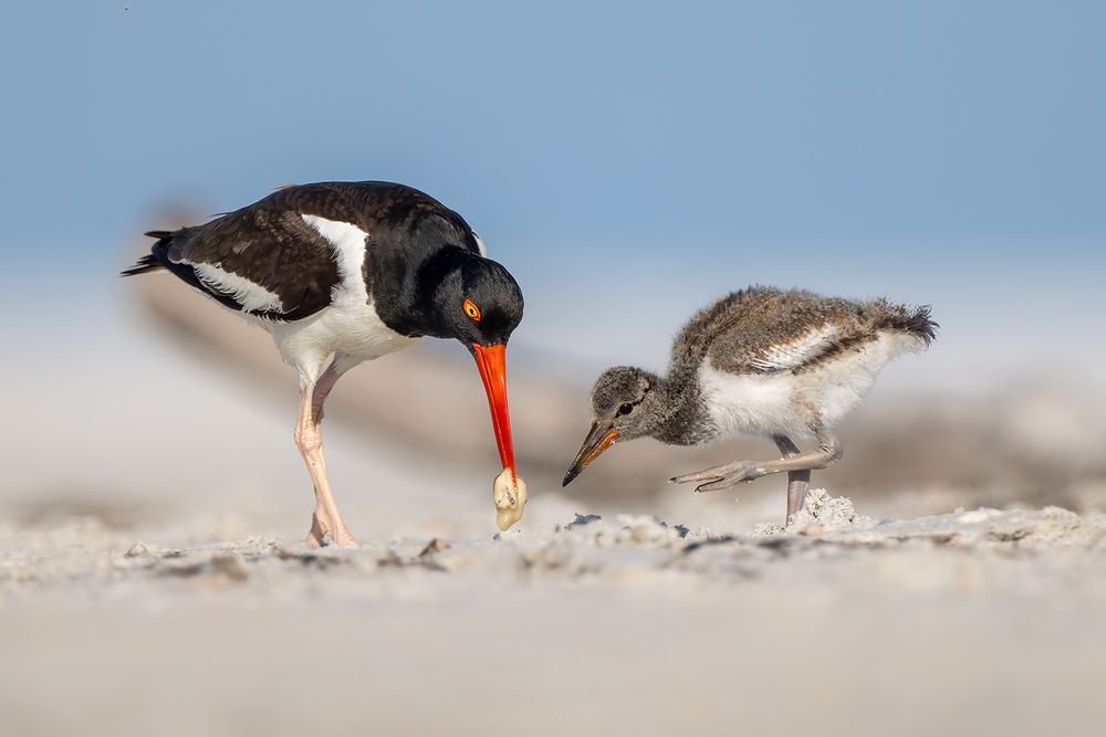Oystercatcher-with-chick-feeding_D8A9753-Fort-de-Soto,-FL,-USA.jpg