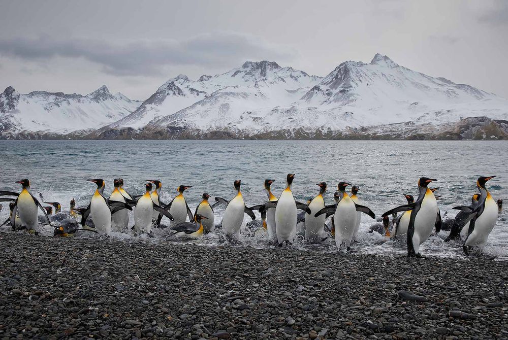 King-penguins-coming-out-of-water_B8R4551-Fortuna-Bay,-South-Georgia-Islands,-Southern-ocean.jpg