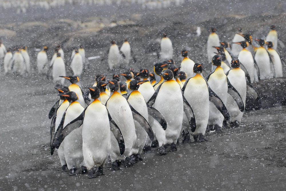 King-penguins-on-the-beach-with-snow_44A5579-Gold-Harbour,-South-Georgia-Islands,-Southern-ocean.jpg